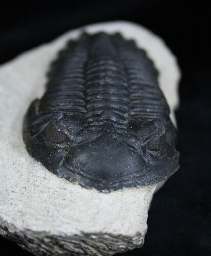 Inch Hollardops Trilobite - Nice Prep Work #1910